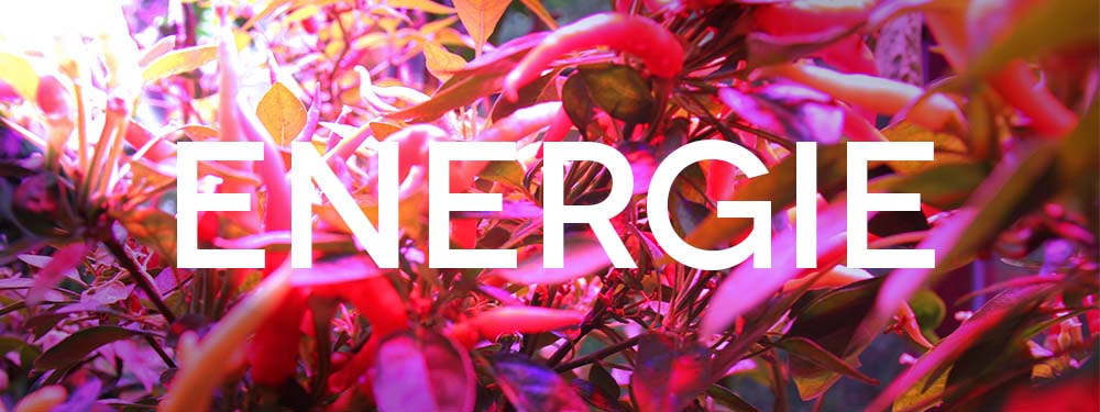 Horticoled - ENERGIE