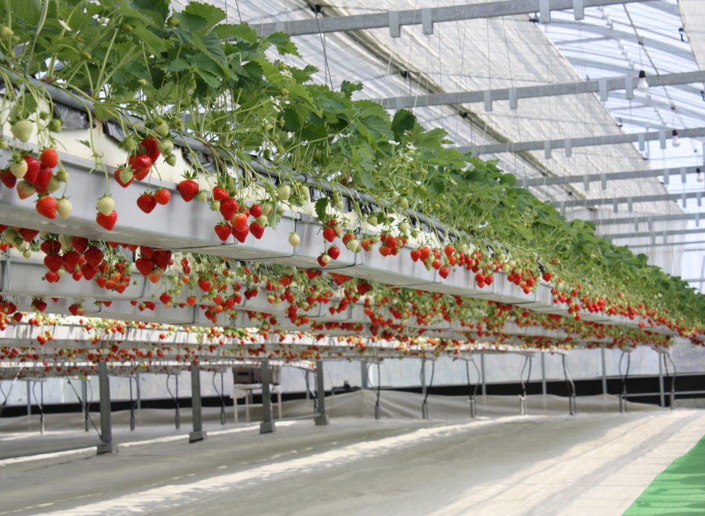 Culture de fraises avec LED horticoles