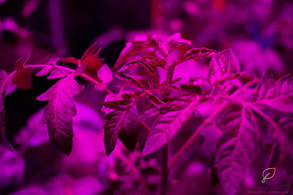 Photo d'un plant de tomate en serre sous LED horticole