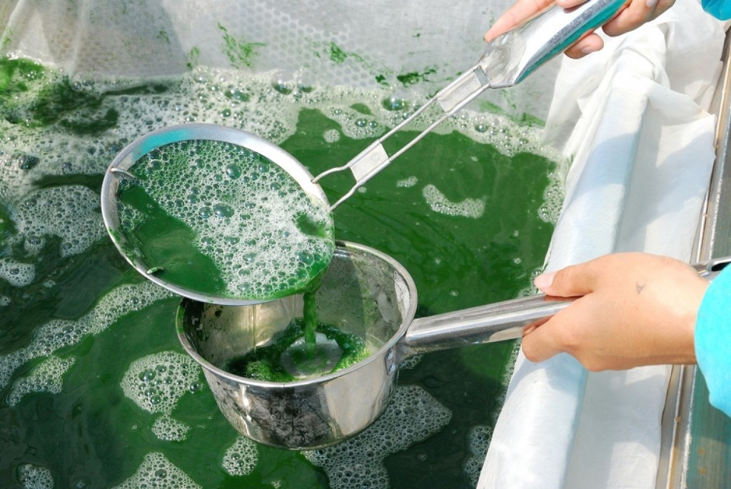 La cosecha de la espirulina en cuenca