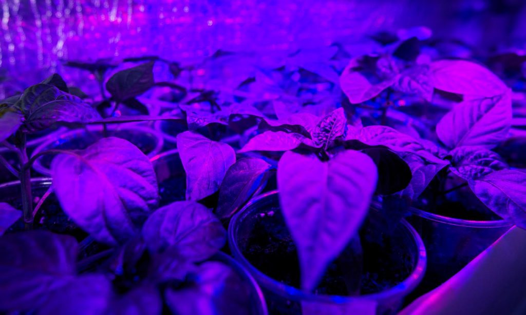 Plantas sobre luz LED