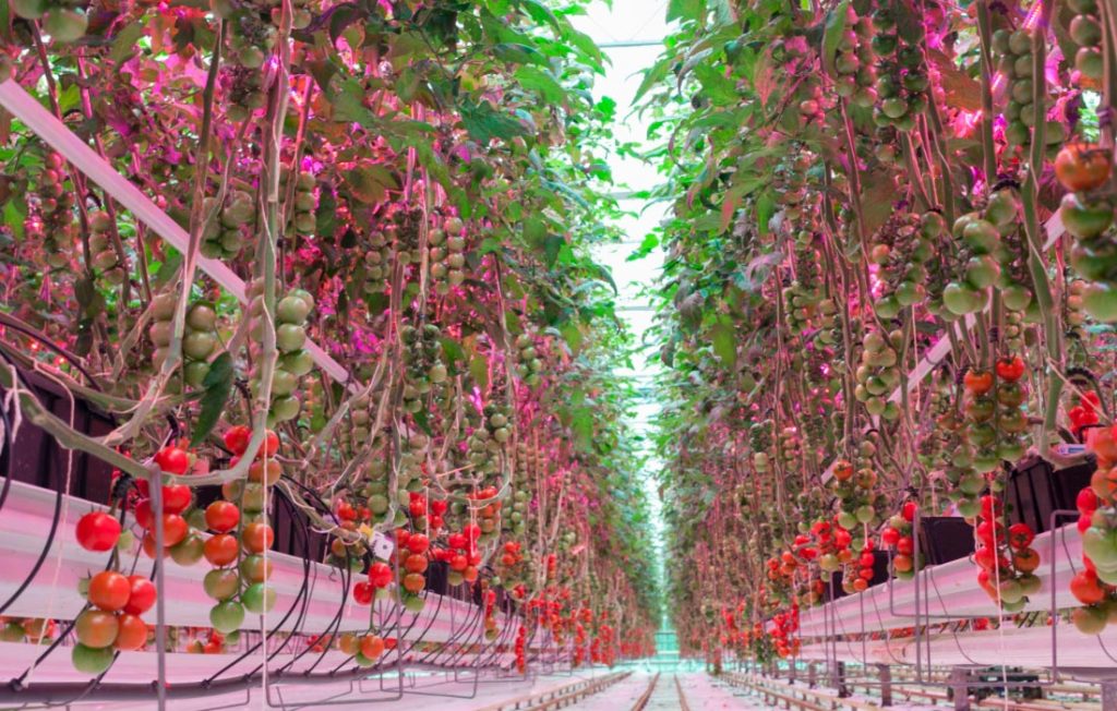 Cultivo de tomates con LED