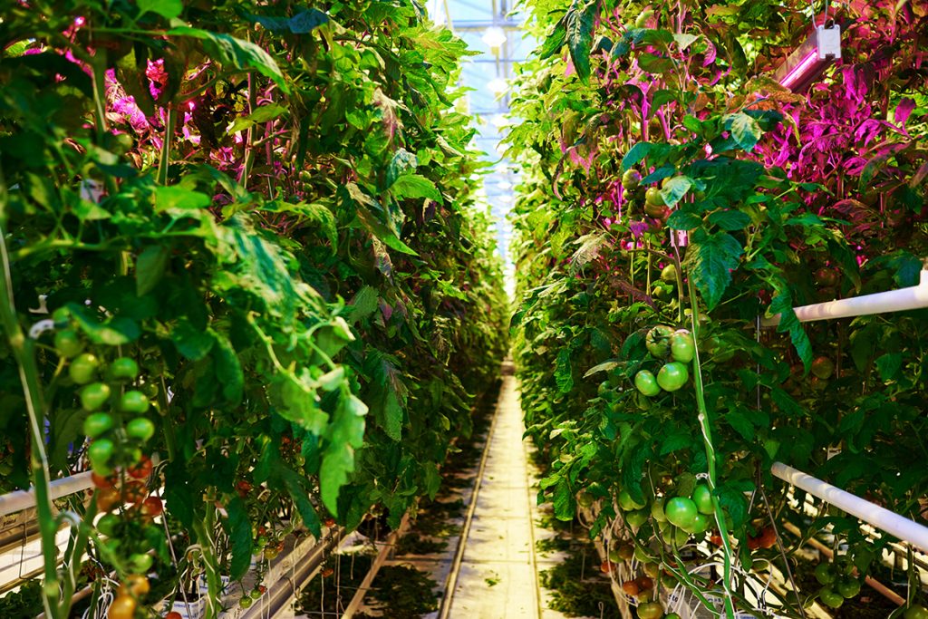 Culture de plants de tomates sous lampes HPS et LED