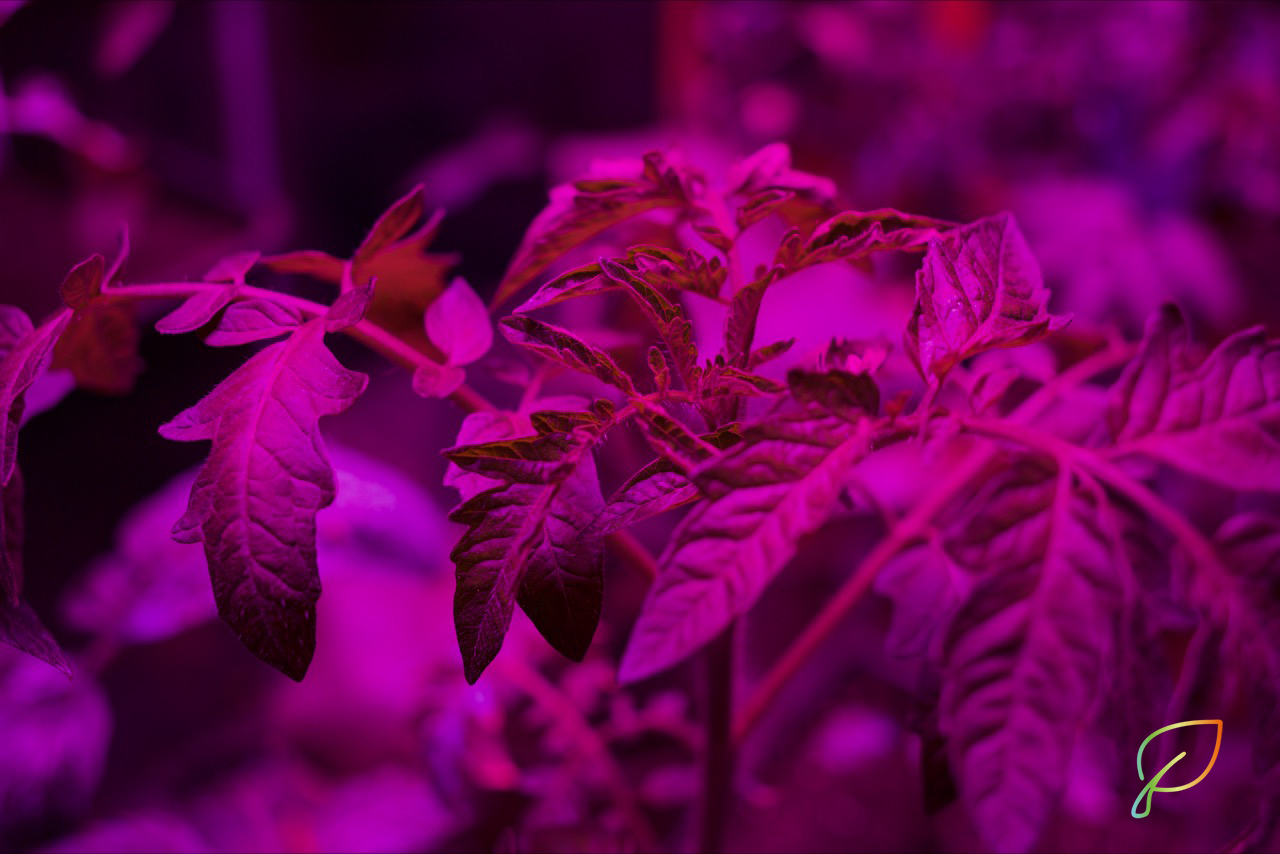 Plants de tomates sous LED